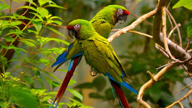 montreal-biodome-49128